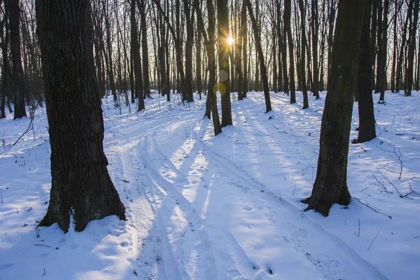 Lumière Soleil Dans Forêt Hiver — Photo