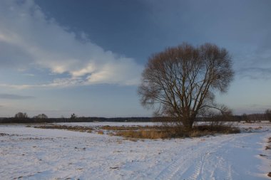 Yalnız büyük ağaç karla kaplı bir alanda