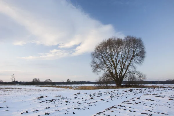 Duże Drzewo Zimie — Zdjęcie stockowe