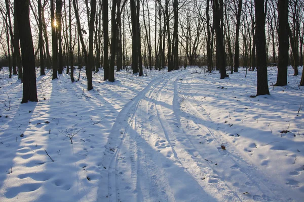 Route Enneigée Dans Forêt — Photo