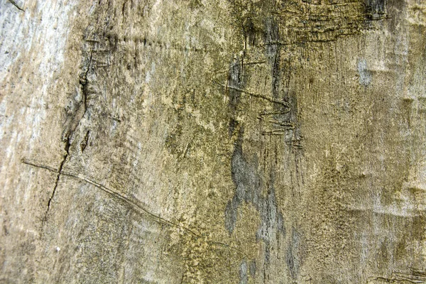 Baumrinde Nahaufnahme Hintergrund — Stockfoto