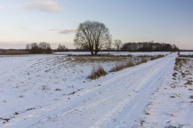 Toprak yol ve büyük ağaç - kış görünümü