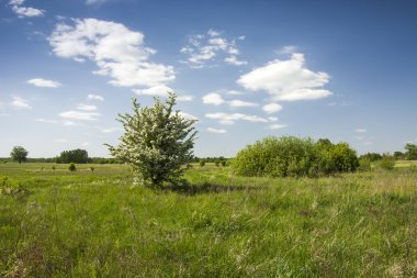 Çiçekli çalı çayır ve bulutlar gökyüzünde