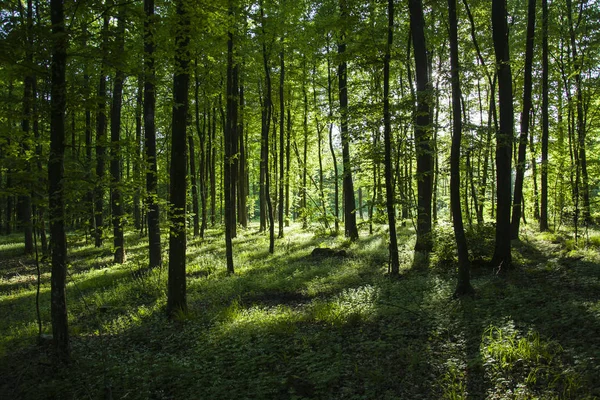Slunečního Světla Stínu Lese Stromy — Stock fotografie