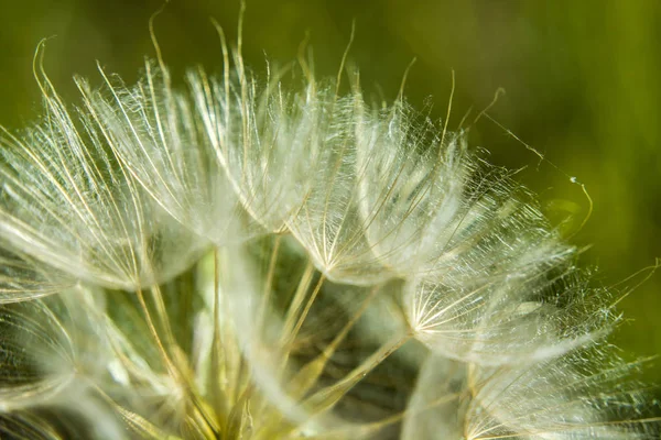 Луговой Белый Соленый Цветок — стоковое фото