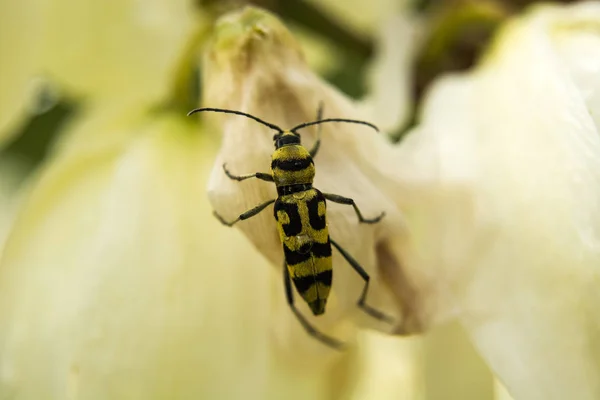 Escarabajo Amarillo Negro Sobre Flores — Foto de Stock