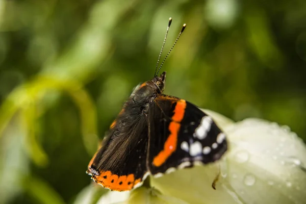 Borboleta Almirante Vermelho Sentado Close — Fotografia de Stock