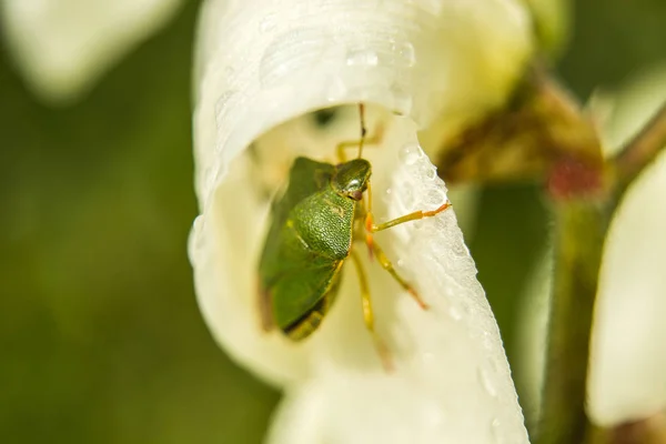 花の花弁に緑色のシールド — ストック写真