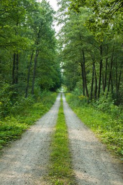Yeşil orman uzun ve düz yol