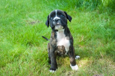 Yeşil çimenlerin üzerinde oturan burun beyaz bir leke ile siyah köpek yavrusu