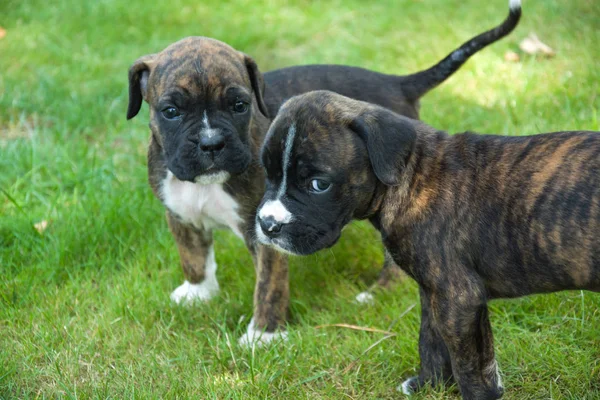 Dos Cachorros Boxeadores Marrones Negros Pie Sobre Hierba — Foto de Stock