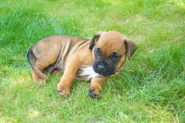 Kahverengi boxer köpek yavrusu yeşil çim üzerinde yalan