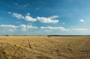 Mowed anız, ufuk ve beyaz bulutların üzerinde mavi gökyüzü