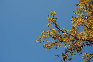 Bir ağacın bulutsuz mavi gökyüzü karşı sarı yaprakları ile
