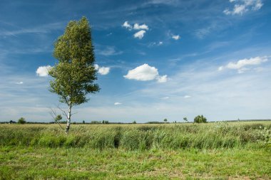 Yeşil çayır ve beyaz bulutlar mavi gökyüzü üzerinde tek huş ağacı