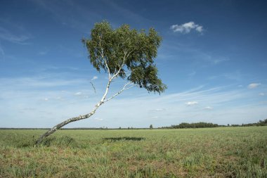 Eğimli huş ağacı çayır ve mavi gökyüzü