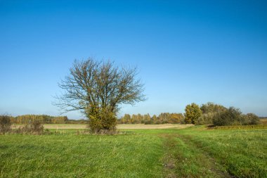 Çam ağacı yaprakları yeşil çayır ve mavi bulutsuz gökyüzünde olmadan