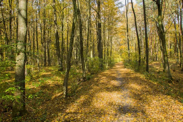 Chemin Avec Feuilles Tombées Travers Forêt Automne — Photo