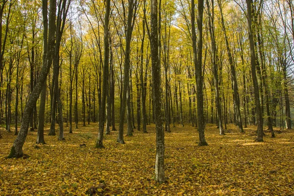 Forêt Jaune Automne Feuilles Tombées Sur Sol — Photo