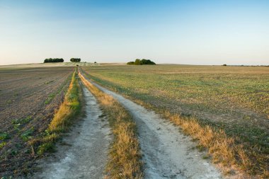 Polonya kırsal alanların, ağaçlar ufuk ve bulutsuz bir gökyüzü kadar ülke yolda
