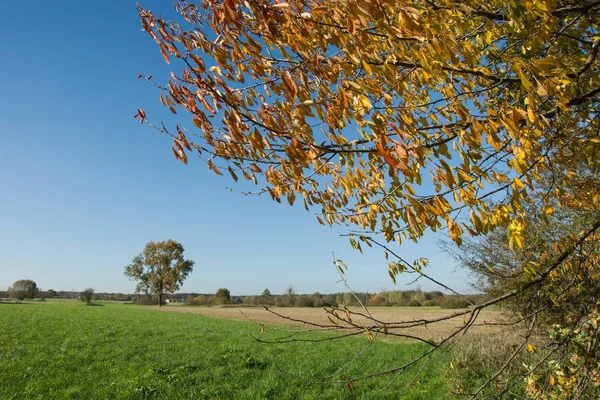 Hojas Coloridas Otoño Árbol Prado Verde Árbol Distancia —  Fotos de Stock