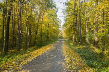 Ormana düşen sarı yapraklar uzun yol. Sonbahar görünümü