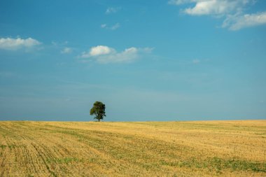 Yalnız ağaç bir alan, ufuk ve mavi gökyüzü üzerinde beyaz bulutlar büyüyen