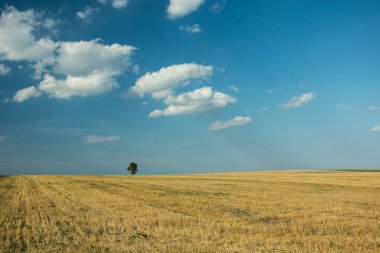 Ağaç anız, ufuk ve beyaz bulutların üstünde mavi gökyüzü