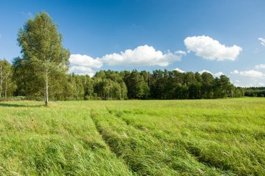 Çayır, huş ağaçları ve orman, beyaz bulutlar mavi gökyüzü üzerinde tekerlek izler