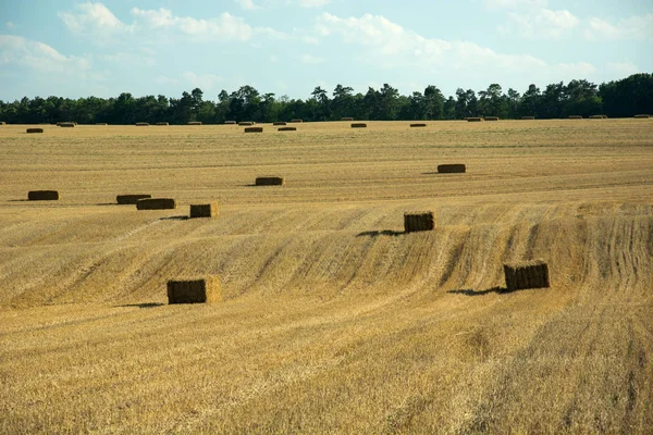 Square hay bales on a stubble field, forest on the horizon and white clouds on the sky