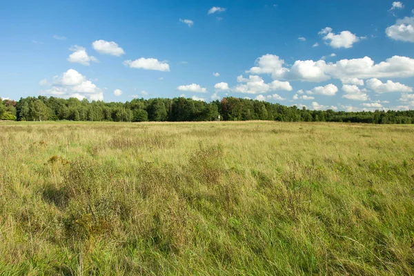 stock image Wild green meadow and forest on the horizon, white clouds on blue sky