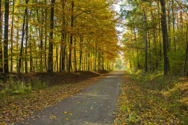 Uzun toprak yol bir sonbahar sarı ormanı