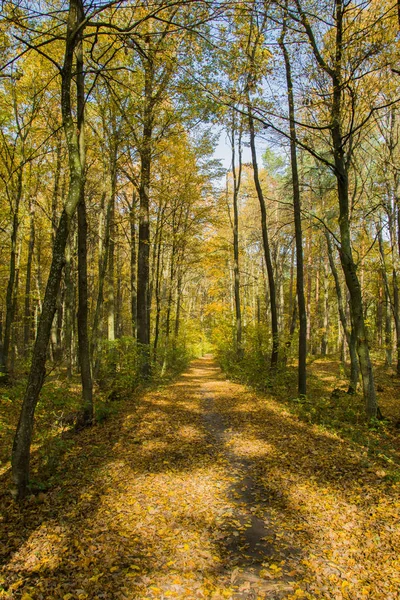 Путь Через Осенний Лес Деревья Опавшие Желтые Листья — стоковое фото