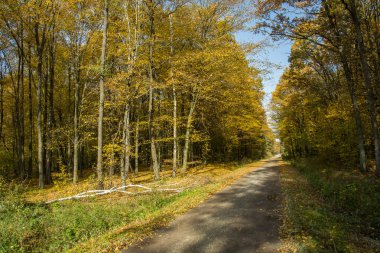 Sarı yapraklar bir orman yoluyla düz toprak yol