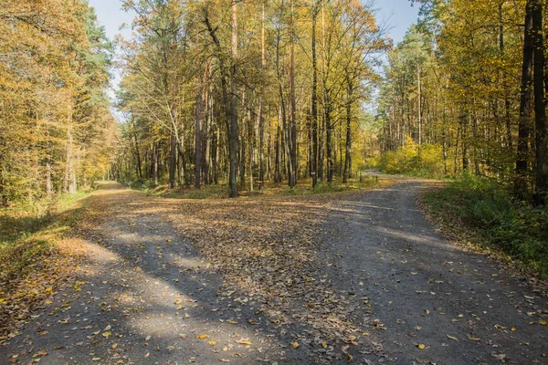 Ormanda uzaklaşan iki yol. Sonbahar görünümü