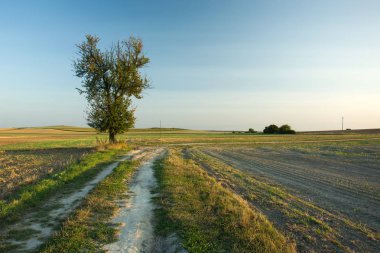 Yaprak döken ağaç kumlu road, ufuk ve mavi bulutsuz gökyüzünde yanında bir alanda. Doğu Polonya kırsal manzara görünümü