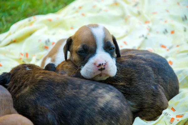 Uykuya Dalmadan Önce Beyaz Surat Ile Küçük Köpek Yavrusu — Stok fotoğraf