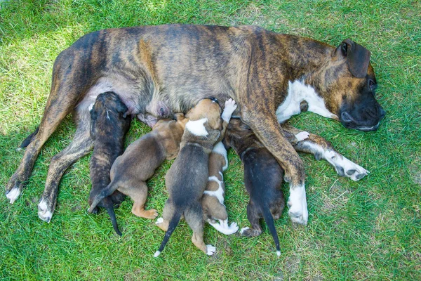 Anne köpek, boxer yavruları yeşil çimenlerin üzerinde beslemeleri