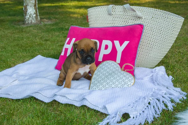 Beyaz bir battaniye sözcüğü mutlu pembe bir yastıkla önünde oturan kahverengi tatlı boxer köpek yavrusu