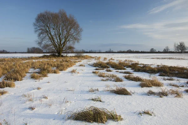 Łąka Śnieg Dziki Wielkie Drzewo — Zdjęcie stockowe