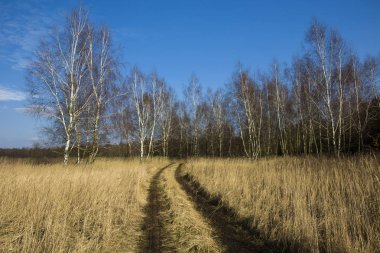 Yol uzun boylu ot ve huş ağacı orman