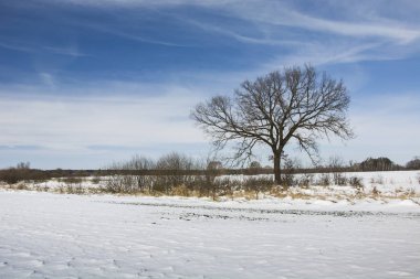 Alan ve yalnız bir ağaç kar
