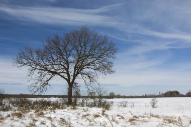 Alan, çalılar ve yalnız bir ağaç kar