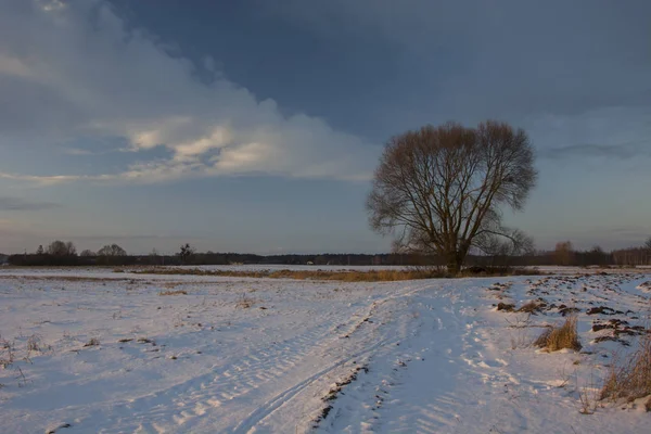 Landstraße Schnee Und Baum — Stockfoto