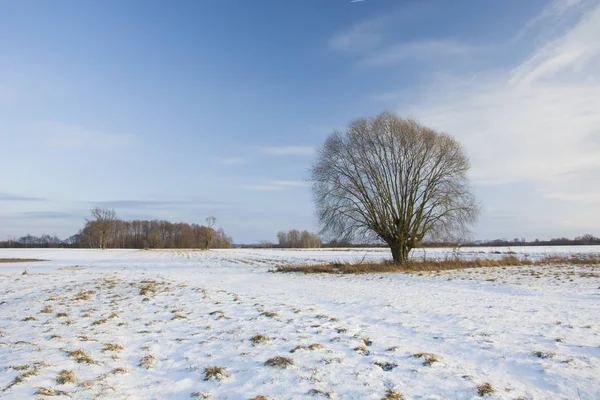 Lonely Drzewo Snowy Pole — Zdjęcie stockowe
