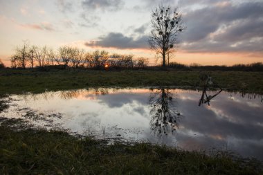 Ayna görüntüsü bir çayırda bir su birikintisi içinde ağaç