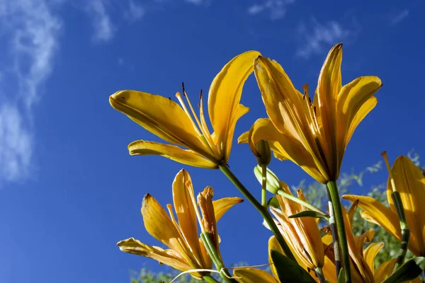 Gul Lilja Blommor Mot Himlen — Stockfoto