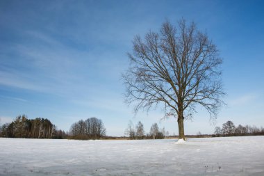 Kış bir çayır üzerinde büyük bir ağaç