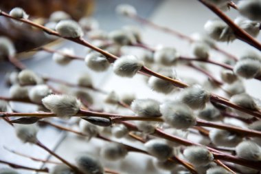 Willow çırpı kedicikler - arka planlar