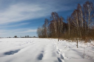Kar ve huş ağacı orman izlemeler